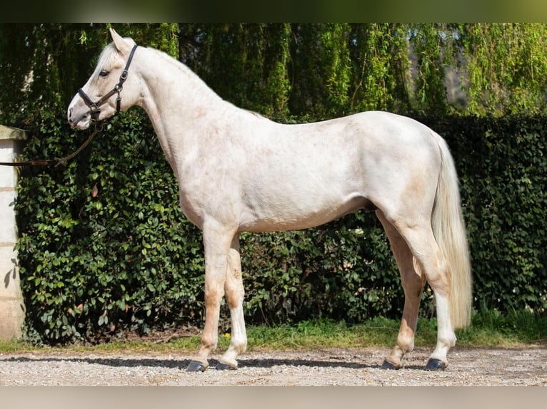 German Riding Pony Stallion 3 years 13,2 hh Dunalino in MONTREUIL LA CAMBE