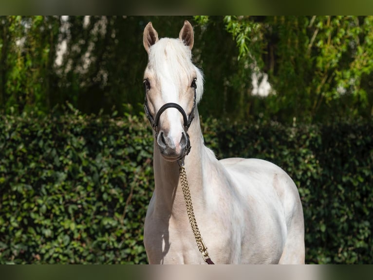 German Riding Pony Stallion 3 years 13,2 hh Dunalino in MONTREUIL LA CAMBE