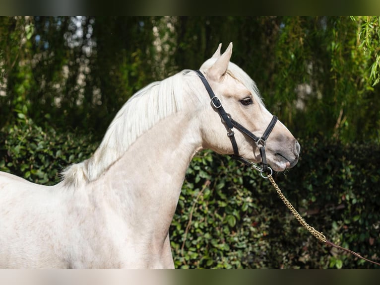 German Riding Pony Stallion 3 years 13,2 hh Dunalino in MONTREUIL LA CAMBE