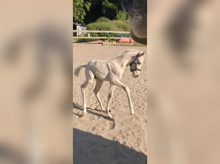 German Riding Pony Stallion 3 years 13,2 hh Palomino in Bartow