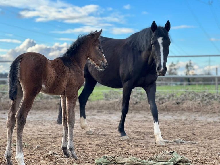 German Riding Pony Stallion 3 years 13,3 hh Brown in Einhausen