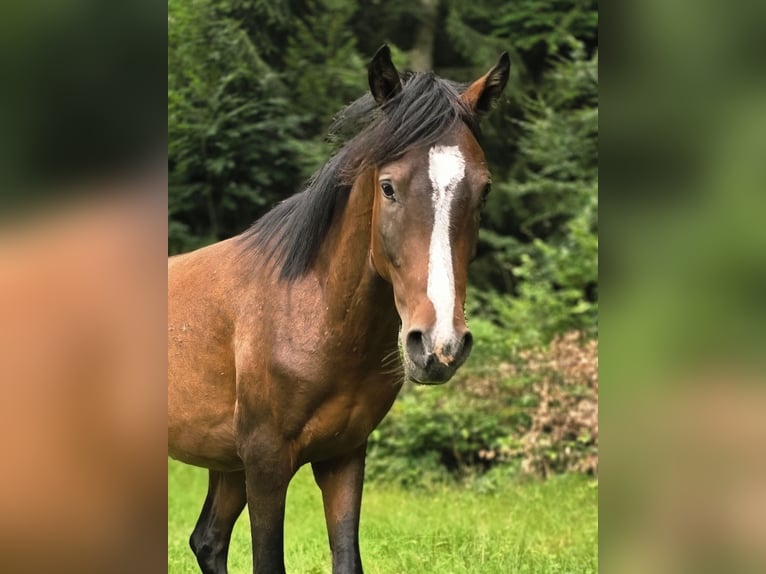 German Riding Pony Stallion 3 years 13,3 hh Brown in Einhausen