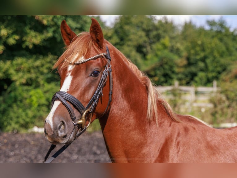 German Riding Pony Stallion 3 years 13,3 hh Chestnut in Teltow