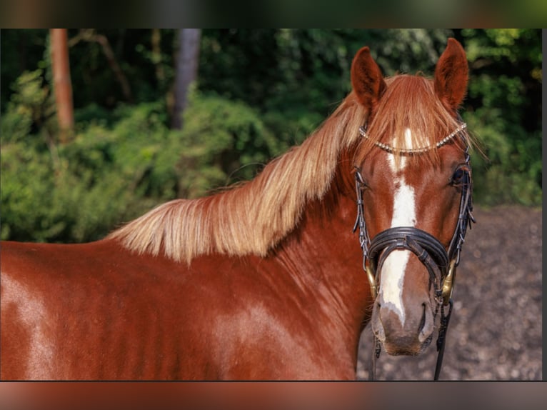 German Riding Pony Stallion 3 years 13,3 hh Chestnut in Teltow