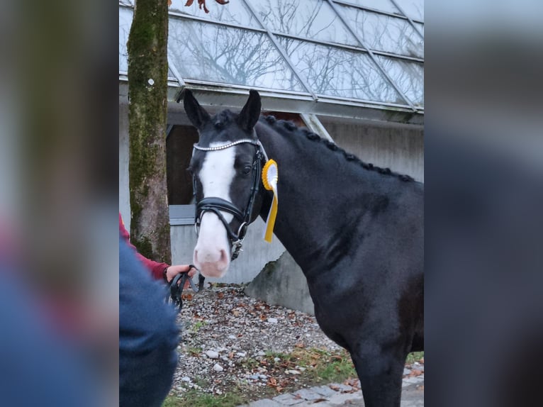 German Riding Pony Stallion 3 years 14,1 hh Bay-Dark in Brunsbüttel