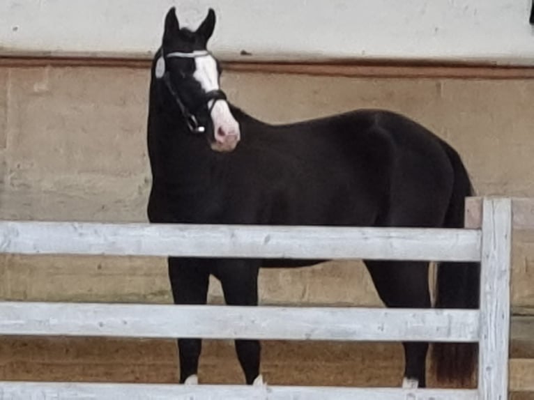 German Riding Pony Stallion 3 years 14,1 hh Bay-Dark in Brunsbüttel