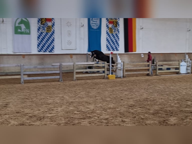 German Riding Pony Stallion 3 years 14,1 hh Bay-Dark in Brunsbüttel