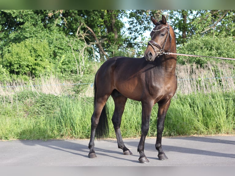 German Riding Pony Stallion 3 years 14,1 hh Bay-Dark in Trebbin