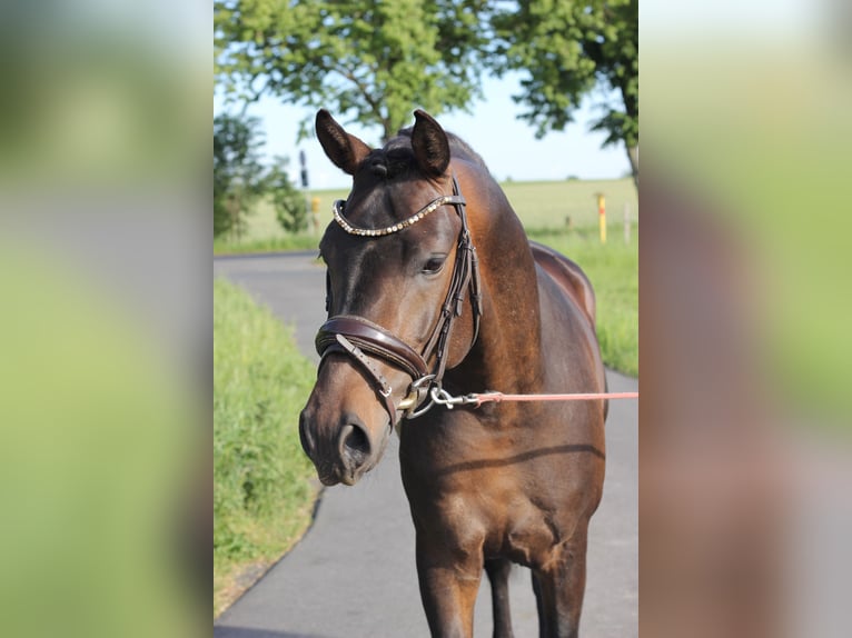 German Riding Pony Stallion 3 years 14,1 hh Bay-Dark in Trebbin