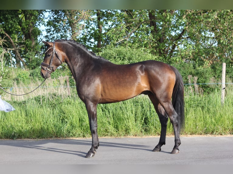 German Riding Pony Stallion 3 years 14,1 hh Bay-Dark in Trebbin