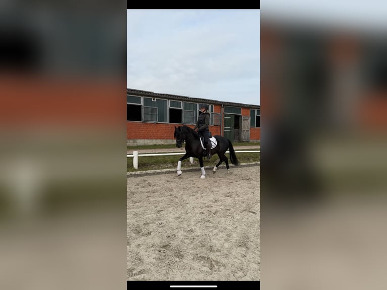 German Riding Pony Stallion 3 years 14,1 hh Black in Ahrensburg