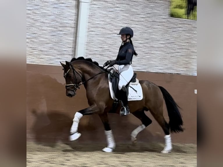 German Riding Pony Stallion 3 years 14,1 hh Brown in Wehringen