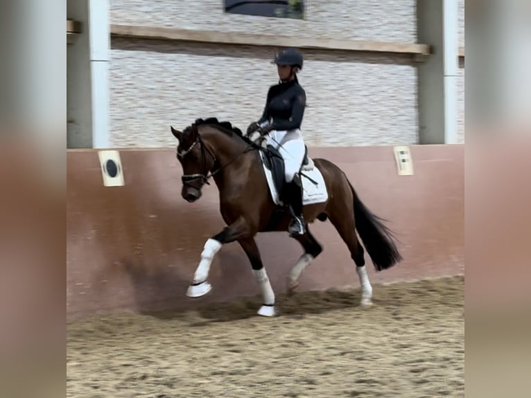 German Riding Pony Stallion 3 years 14,1 hh Brown in Wehringen