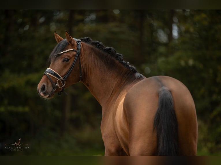 German Riding Pony Stallion 3 years 14,1 hh Brown in Wehringen