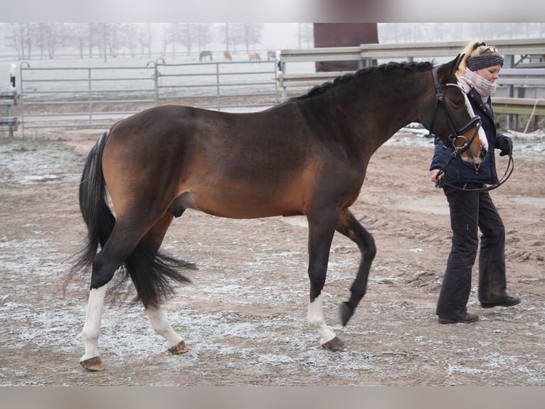 German Riding Pony Stallion 3 years 14,1 hh Brown in Treuenbrietzen