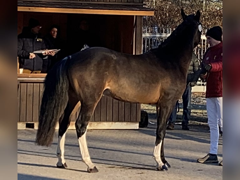 German Riding Pony Stallion 3 years 14,1 hh Brown in Treuenbrietzen