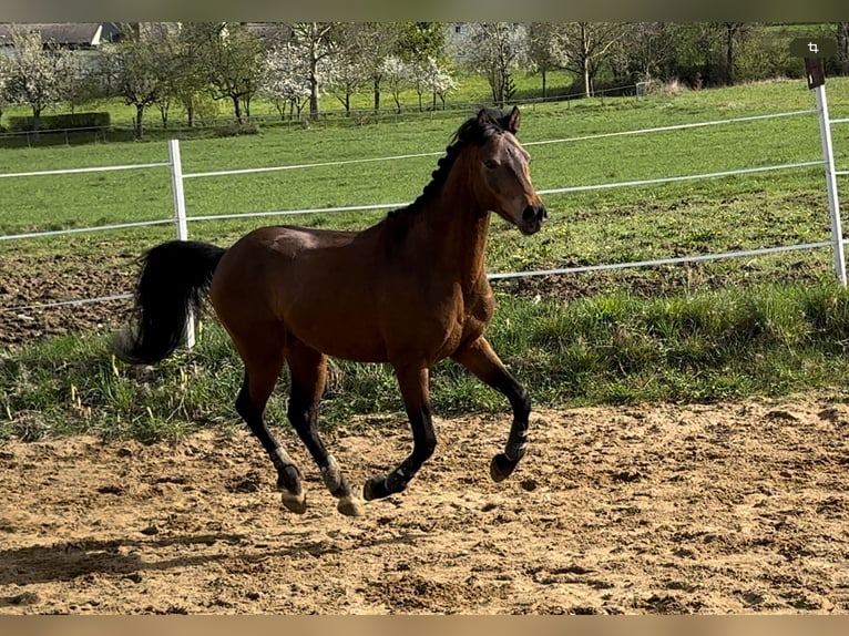 German Riding Pony Stallion 3 years 14,1 hh Brown in Strullendorf
