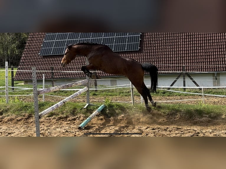 German Riding Pony Stallion 3 years 14,1 hh Brown in Strullendorf