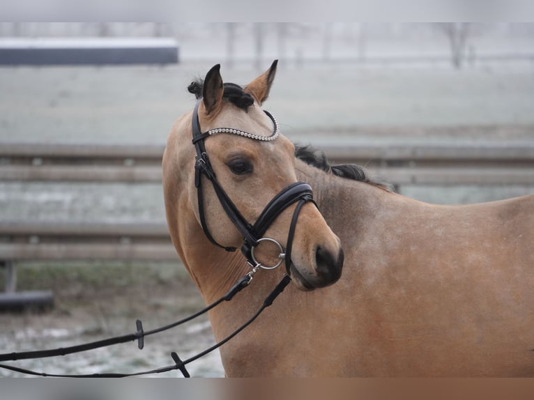 German Riding Pony Stallion 3 years 14,1 hh Buckskin in Treuenbrietzen