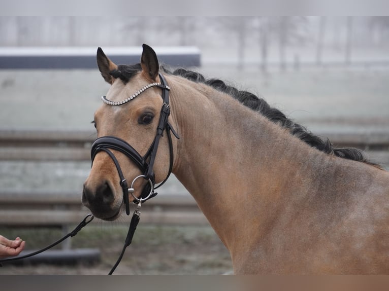 German Riding Pony Stallion 3 years 14,1 hh Buckskin in Treuenbrietzen