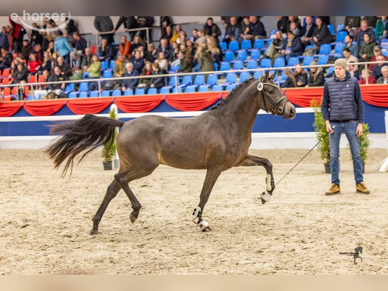 German Riding Pony Stallion 3 years 14.1 hh Buckskin in Wietmarschen