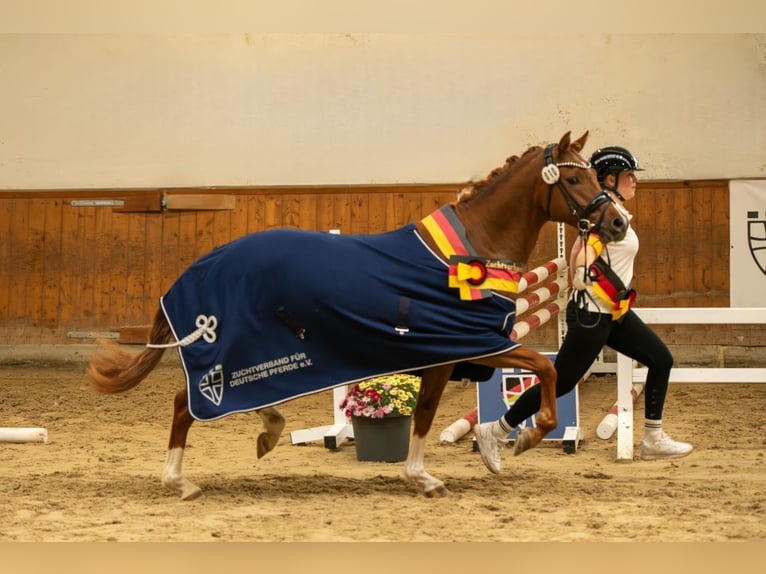 German Riding Pony Stallion 3 years 14.1 hh Chestnut in Ahrensburg
