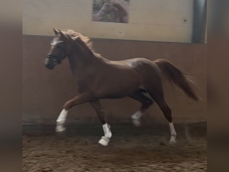 German Riding Pony Stallion 3 years 14.1 hh Chestnut in Achim