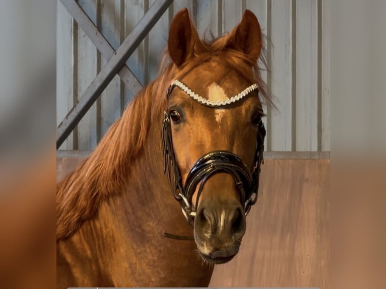 German Riding Pony Stallion 3 years 14.1 hh Chestnut in Achim