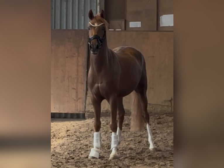 German Riding Pony Stallion 3 years 14.1 hh Chestnut in Achim