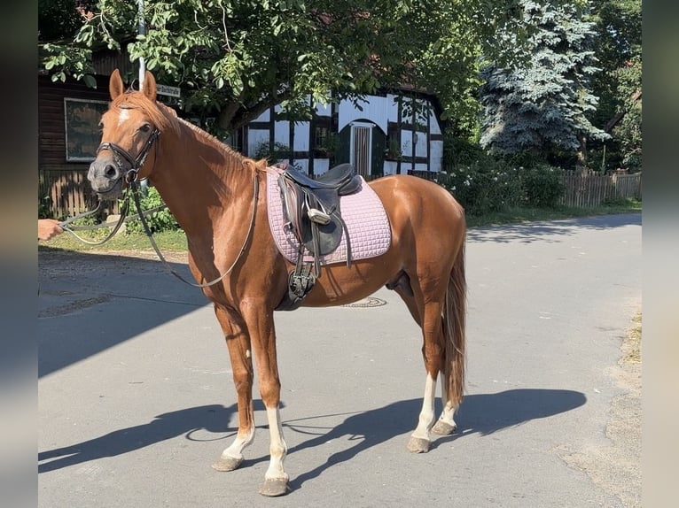 German Riding Pony Stallion 3 years 14.1 hh Chestnut in Achim