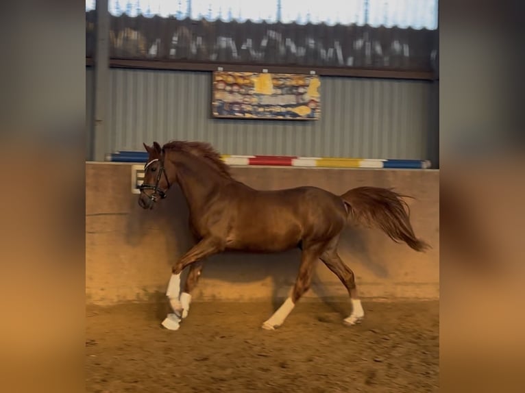 German Riding Pony Stallion 3 years 14.1 hh Chestnut in Achim