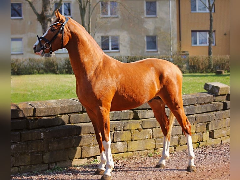 German Riding Pony Stallion 3 years 14,1 hh Chestnut-Red in Wegeleben
