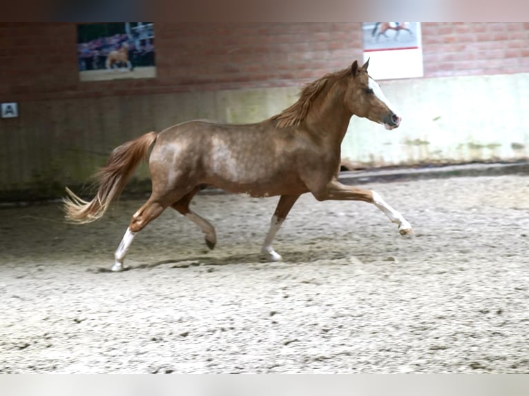 German Riding Pony Stallion 3 years 14,1 hh Chestnut-Red in Paderborn