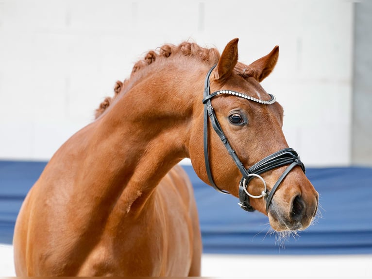 German Riding Pony Stallion 3 years 14.1 hh Chestnut-Red in Marsberg