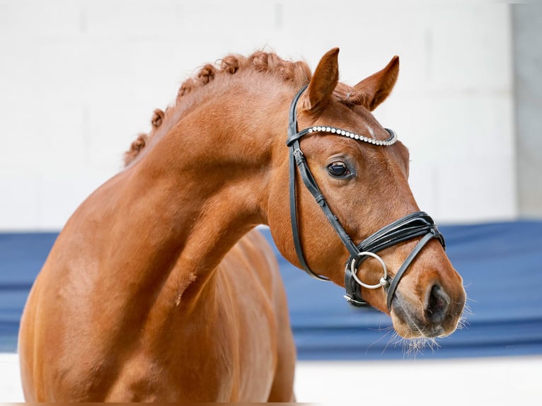 German Riding Pony Stallion 3 years 14.1 hh Chestnut-Red in Marsberg
