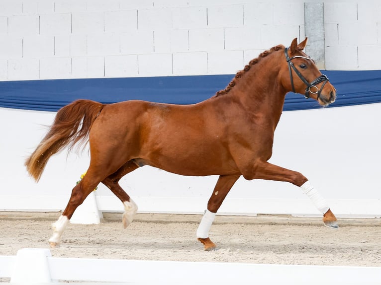 German Riding Pony Stallion 3 years 14.1 hh Chestnut-Red in Marsberg