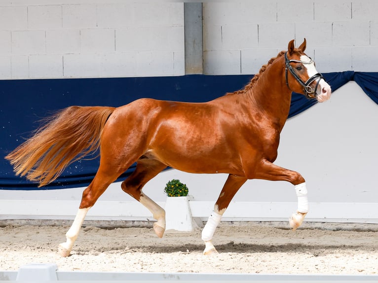 German Riding Pony Stallion 3 years 14.1 hh Chestnut-Red in Marsberg