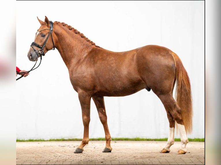 German Riding Pony Stallion 3 years 14,1 hh Chestnut-Red in Bedburg