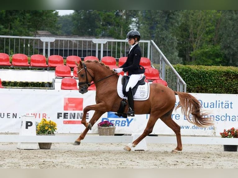 German Riding Pony Stallion 3 years 14,1 hh Chestnut-Red in Vettweiß
