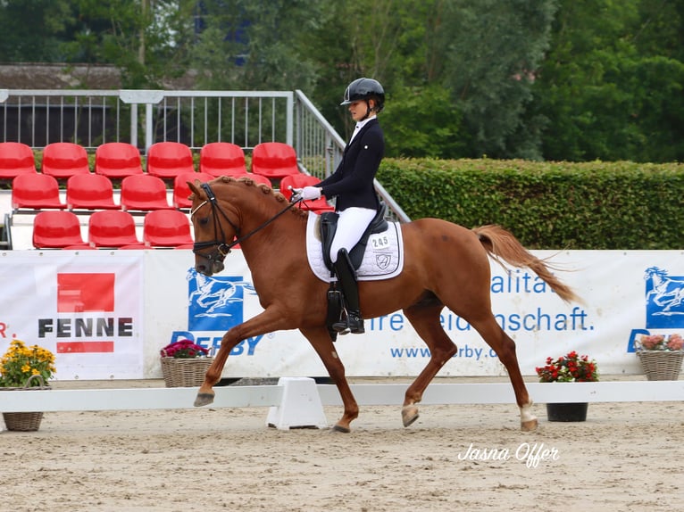 German Riding Pony Stallion 3 years 14,1 hh Chestnut-Red in Vettweiß