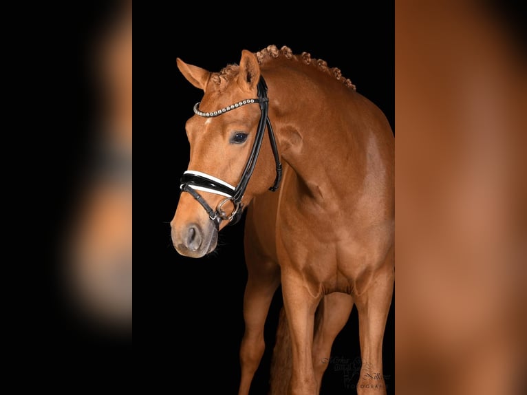 German Riding Pony Stallion 3 years 14,1 hh Chestnut-Red in Vettweiß