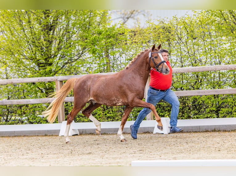 German Riding Pony Stallion 3 years 14.1 hh Chestnut-Red in Esens