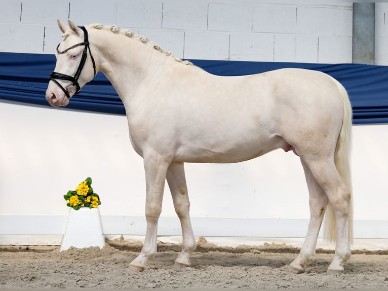 German Riding Pony Stallion 3 years 14.1 hh Cremello in Marsberg
