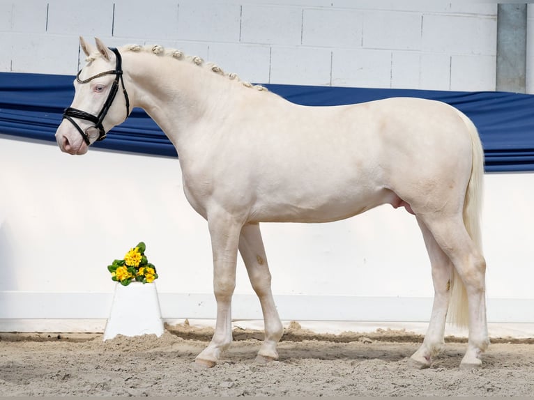 German Riding Pony Stallion 3 years 14.1 hh Cremello in Marsberg