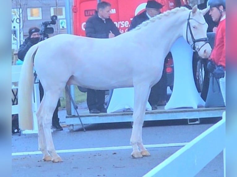 German Riding Pony Stallion 3 years 14,1 hh Cremello in Wolfsbach