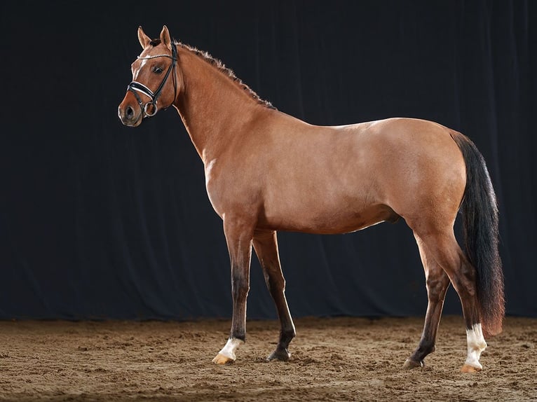 German Riding Pony Stallion 3 years 14,1 hh Dun in Bedburg