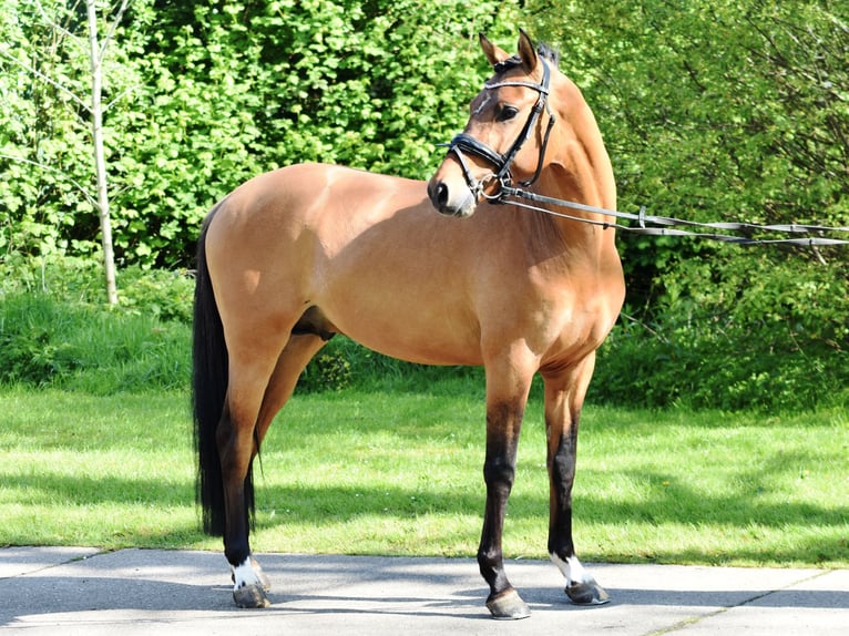 German Riding Pony Stallion 3 years 14,1 hh Dun in Butjadingen