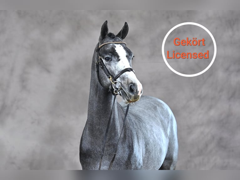 German Riding Pony Stallion 3 years 14,1 hh Gray in Meppen