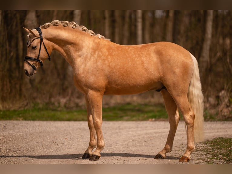 German Riding Pony Stallion 3 years 14.1 hh Palomino in Wehringen