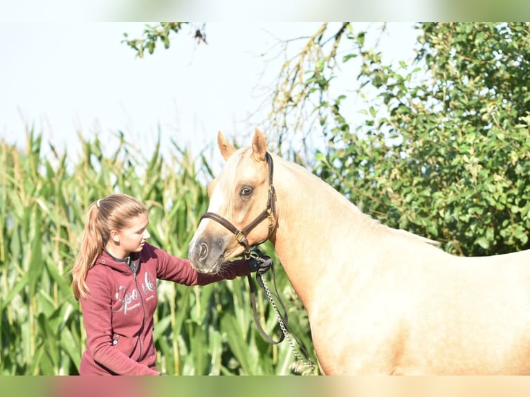 German Riding Pony Stallion 3 years 14,1 hh Palomino in Raddestorf